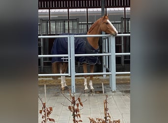 Cheval de sport allemand, Hongre, 8 Ans, 167 cm, Alezan