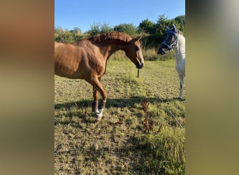 Cheval de sport allemand, Hongre, 8 Ans, 167 cm, Alezan