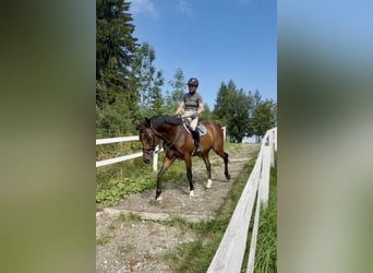 Cheval de sport allemand, Hongre, 8 Ans, 167 cm, Bai