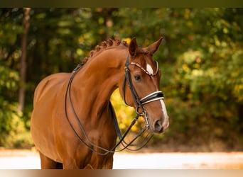 Cheval de sport allemand, Hongre, 8 Ans, 168 cm, Alezan