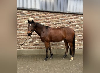 Cheval de sport allemand, Hongre, 8 Ans, 168 cm, Bai brun