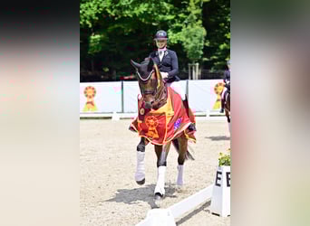 Cheval de sport allemand, Hongre, 8 Ans, 169 cm, Bai