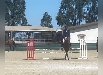 Cheval de sport allemand, Hongre, 8 Ans, 170 cm, Bai brun