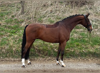 Cheval de sport allemand, Hongre, 8 Ans, 170 cm, Bai