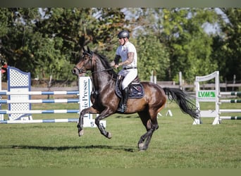 Cheval de sport allemand, Hongre, 8 Ans, 170 cm, Bai