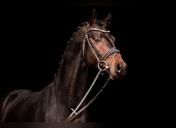 Cheval de sport allemand, Hongre, 8 Ans, 170 cm
