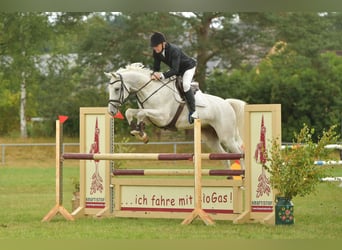 Cheval de sport allemand, Hongre, 8 Ans, 170 cm, Gris