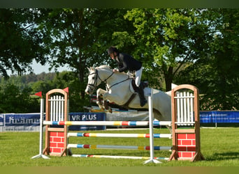Cheval de sport allemand, Hongre, 8 Ans, 170 cm, Gris