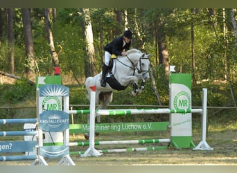 Cheval de sport allemand, Hongre, 8 Ans, 170 cm, Gris