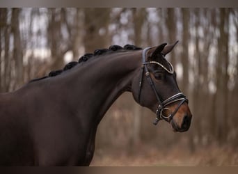 Cheval de sport allemand, Hongre, 8 Ans, 172 cm, Bai brun