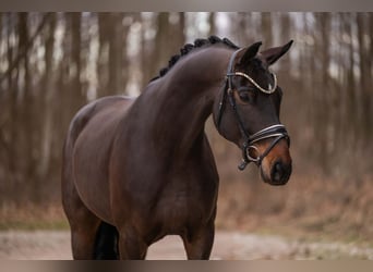 Cheval de sport allemand, Hongre, 8 Ans, 172 cm, Bai brun