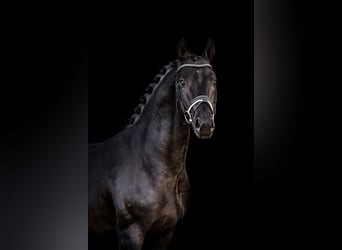 Cheval de sport allemand, Hongre, 8 Ans, 172 cm, Bai brun