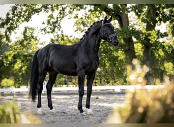 Cheval de sport allemand, Hongre, 8 Ans, 172 cm, Bai brun