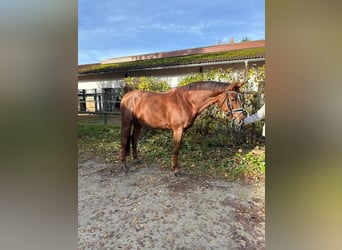 Cheval de sport allemand, Hongre, 8 Ans, 173 cm, Alezan brûlé