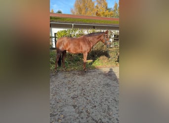 Cheval de sport allemand, Hongre, 8 Ans, 173 cm, Alezan brûlé