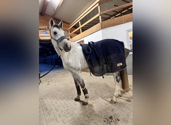 Cheval de sport allemand, Hongre, 8 Ans, 173 cm, Gris pommelé