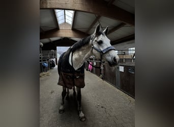 Cheval de sport allemand, Hongre, 8 Ans, 173 cm, Gris pommelé