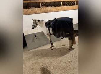 Cheval de sport allemand, Hongre, 8 Ans, 173 cm, Gris pommelé