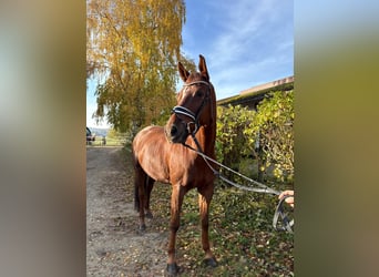 Cheval de sport allemand, Hongre, 8 Ans, 174 cm, Alezan brûlé