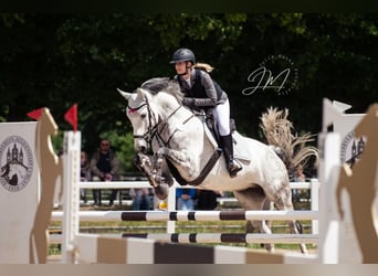 Cheval de sport allemand, Hongre, 8 Ans, 174 cm, Gris pommelé