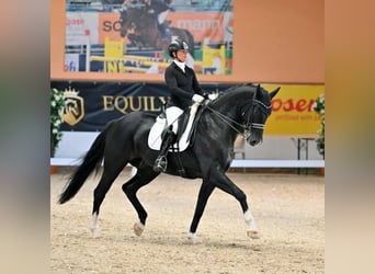 Cheval de sport allemand, Hongre, 8 Ans, 174 cm, Noir