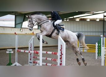 Cheval de sport allemand, Hongre, 8 Ans, 175 cm, Gris moucheté