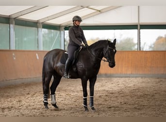 Cheval de sport allemand, Hongre, 8 Ans, 178 cm, Bai brun foncé