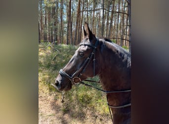 Cheval de sport allemand, Hongre, 8 Ans, 178 cm, Bai brun foncé