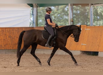 Cheval de sport allemand, Hongre, 8 Ans, 178 cm, Bai brun foncé