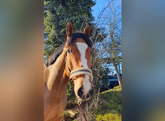 Cheval de sport allemand, Hongre, 8 Ans, 179 cm, Bai