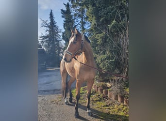 Cheval de sport allemand, Hongre, 8 Ans, 179 cm, Bai