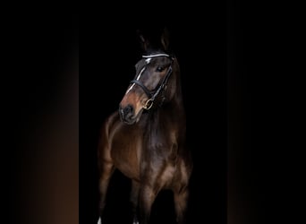 Cheval de sport allemand, Hongre, 8 Ans, 183 cm, Bai brun