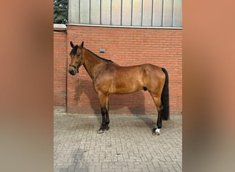 Cheval de sport allemand, Hongre, 8 Ans, Bai