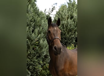 Cheval de sport allemand, Hongre, 9 Ans, 164 cm, Bai
