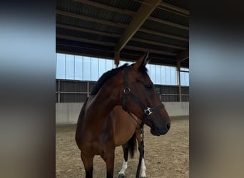 Cheval de sport allemand, Hongre, 9 Ans, 164 cm, Bai