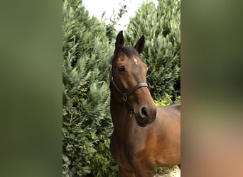 Cheval de sport allemand, Hongre, 9 Ans, 164 cm, Bai