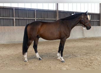Cheval de sport allemand, Hongre, 9 Ans, 164 cm, Bai