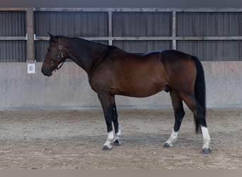 Cheval de sport allemand, Hongre, 9 Ans, 164 cm, Bai