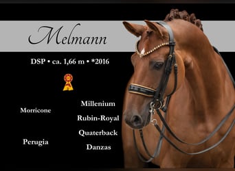 Cheval de sport allemand, Hongre, 9 Ans, 166 cm, Alezan brûlé