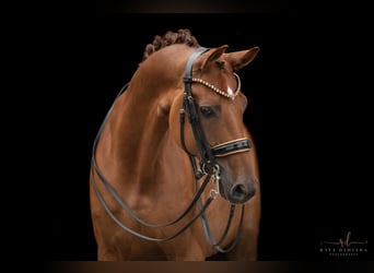 Cheval de sport allemand, Hongre, 9 Ans, 166 cm, Alezan brûlé