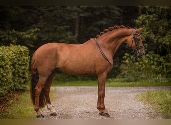 Cheval de sport allemand, Hongre, 9 Ans, 166 cm, Alezan brûlé