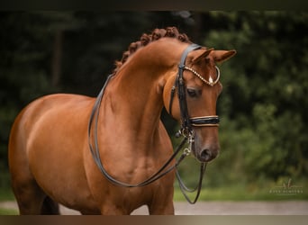 Cheval de sport allemand, Hongre, 9 Ans, 166 cm, Alezan brûlé