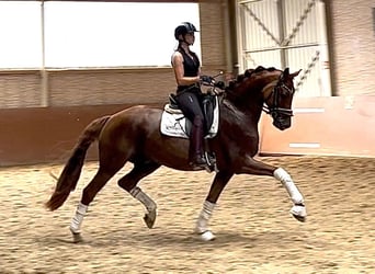 Cheval de sport allemand, Hongre, 9 Ans, 166 cm, Alezan brûlé
