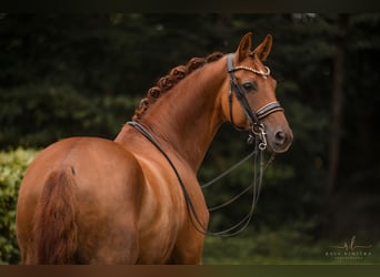 Cheval de sport allemand, Hongre, 9 Ans, 166 cm, Alezan brûlé