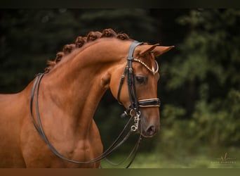 Cheval de sport allemand, Hongre, 9 Ans, 166 cm, Alezan brûlé