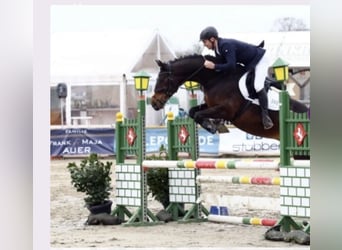 Cheval de sport allemand, Hongre, 9 Ans, 169 cm, Bai brun