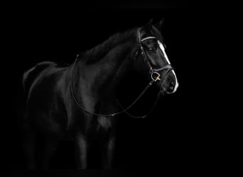 Cheval de sport allemand, Hongre, 9 Ans, 170 cm, Noir