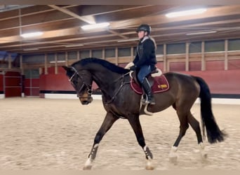 Cheval de sport allemand, Hongre, 9 Ans, 171 cm, Bai brun foncé