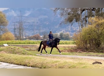 Cheval de sport allemand, Hongre, 9 Ans, 171 cm, Bai brun foncé