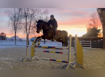 Cheval de sport allemand, Hongre, 9 Ans, 171 cm, Bai brun foncé